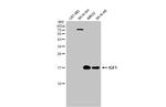 IGF1 Antibody in Western Blot (WB)