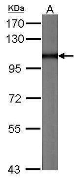 MVP Antibody in Western Blot (WB)