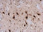 TDP-43 Antibody in Immunohistochemistry (Paraffin) (IHC (P))