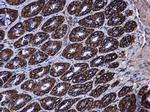 AGR3 Antibody in Immunohistochemistry (Paraffin) (IHC (P))