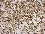 AGR3 Antibody in Immunohistochemistry (Paraffin) (IHC (P))