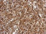 AGR3 Antibody in Immunohistochemistry (Paraffin) (IHC (P))