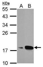 AGR3 Antibody in Western Blot (WB)