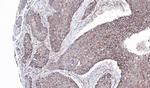 JIP1 Antibody in Immunohistochemistry (Paraffin) (IHC (P))