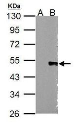 WNT5A Antibody in Western Blot (WB)