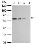 Vimentin Antibody in Western Blot (WB)