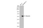 Vimentin Antibody in Western Blot (WB)