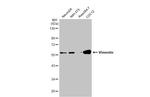 Vimentin Antibody in Western Blot (WB)