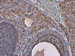 Vimentin Antibody in Immunohistochemistry (Paraffin) (IHC (P))