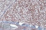 CD36 Antibody in Immunohistochemistry (Paraffin) (IHC (P))