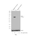 COX2 Antibody in Western Blot (WB)