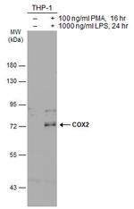 COX2 Antibody in Western Blot (WB)