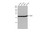 SOD1 Antibody in Western Blot (WB)