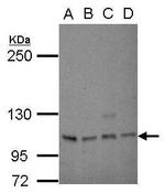 SP1 Antibody in Western Blot (WB)