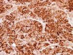 Cystatin S Antibody in Immunohistochemistry (Paraffin) (IHC (P))