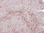 MMP12 Antibody in Immunohistochemistry (Paraffin) (IHC (P))