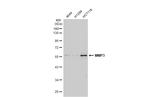 MMP3 Antibody in Western Blot (WB)