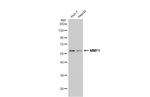 MMP3 Antibody in Western Blot (WB)