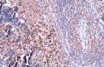 TLR9 Antibody in Immunohistochemistry (Paraffin) (IHC (P))