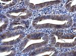 Syk Antibody in Immunohistochemistry (Paraffin) (IHC (P))