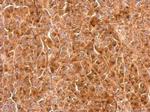 Granulins Antibody in Immunohistochemistry (Paraffin) (IHC (P))