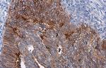 CD142 Antibody in Immunohistochemistry (Paraffin) (IHC (P))