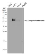 CD142 Antibody in Western Blot (WB)