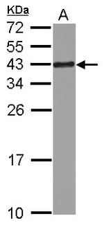 RPSA Antibody in Western Blot (WB)