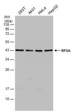 RPSA Antibody in Western Blot (WB)