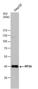 RPSA Antibody in Western Blot (WB)