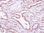 Calmyrin Antibody in Immunohistochemistry (Paraffin) (IHC (P))