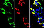 Synaptophysin Antibody in Immunohistochemistry (Frozen) (IHC (F))