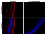 Synaptophysin Antibody in Immunohistochemistry (Paraffin) (IHC (P))