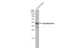 Synaptophysin Antibody in Western Blot (WB)