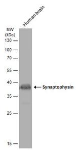 Synaptophysin Antibody in Western Blot (WB)