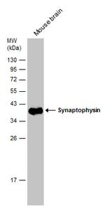 Synaptophysin Antibody in Western Blot (WB)