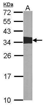 Crk Antibody in Western Blot (WB)