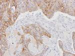 CD147 Antibody in Immunohistochemistry (Paraffin) (IHC (P))