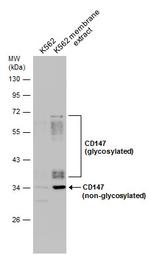 CD147 Antibody in Western Blot (WB)