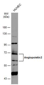 Angiopoietin 2 Antibody in Western Blot (WB)