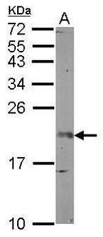 FGF12 Antibody in Western Blot (WB)