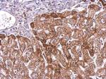 PGF Antibody in Immunohistochemistry (Paraffin) (IHC (P))