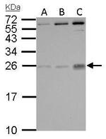 PGF Antibody in Western Blot (WB)