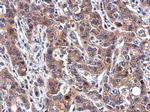 Transferrin Antibody in Immunohistochemistry (Paraffin) (IHC (P))