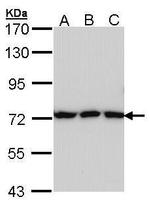 Transferrin Antibody in Western Blot (WB)