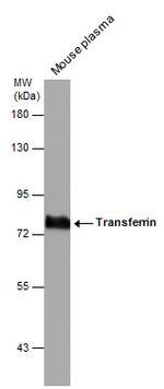 Transferrin Antibody in Western Blot (WB)