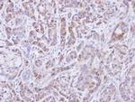 SHP2 Antibody in Immunohistochemistry (Paraffin) (IHC (P))