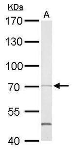 SHP2 Antibody in Western Blot (WB)