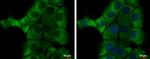 alpha-1 Microglobulin Antibody in Immunocytochemistry (ICC/IF)