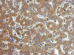 alpha-1 Microglobulin Antibody in Immunohistochemistry (Paraffin) (IHC (P))